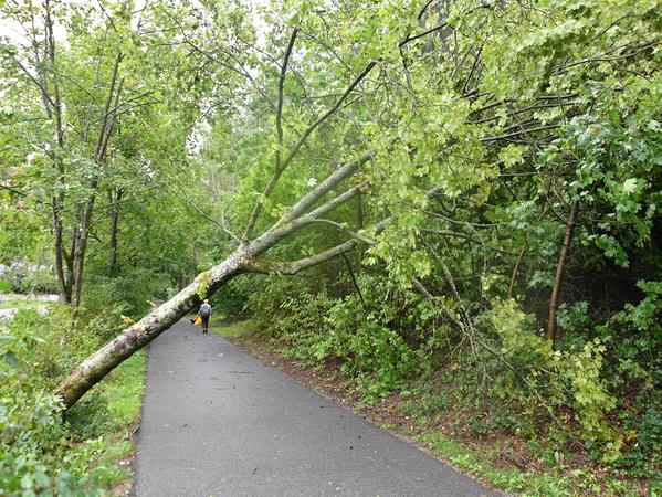 In der Wolfsteinstraße beim Spielplatz in Neumarkt hat der Wind einen Baum schräg über den Gehweg gedrückt. In der Wolfsteinstraße beim Spielplatz in Neumarkt hat der Wind einen Baum schräg über den Gehweg gedrückt.