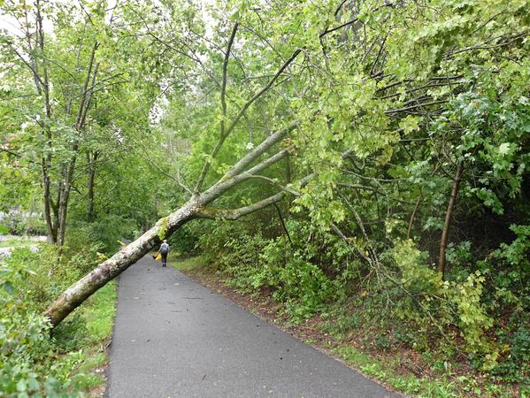 In der Wolfsteinstraße beim Spielplatz in Neumarkt hat der Wind einen Baum schräg über den Gehweg gedrückt.