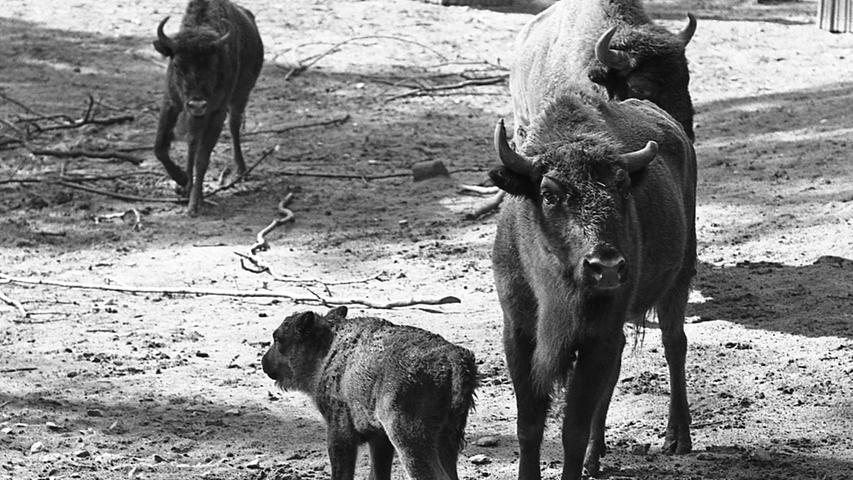 Das prominenteste Baby des Tiergartens heißt „Notita“. Seinen Ruhm verdankt das erst sieben Wochen alte Kälbchen seiner Einmaligkeit: es ist das erste Kind der Nürnberger Wisent-Familie.
  Hier geht es zum Artikel vom 23. August 1969: Ein prominentes Baby