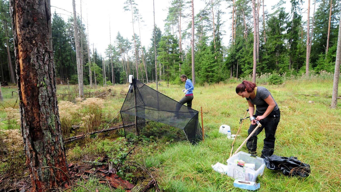 Projekt gestartet: Was Insekten über das Klimawandel verraten