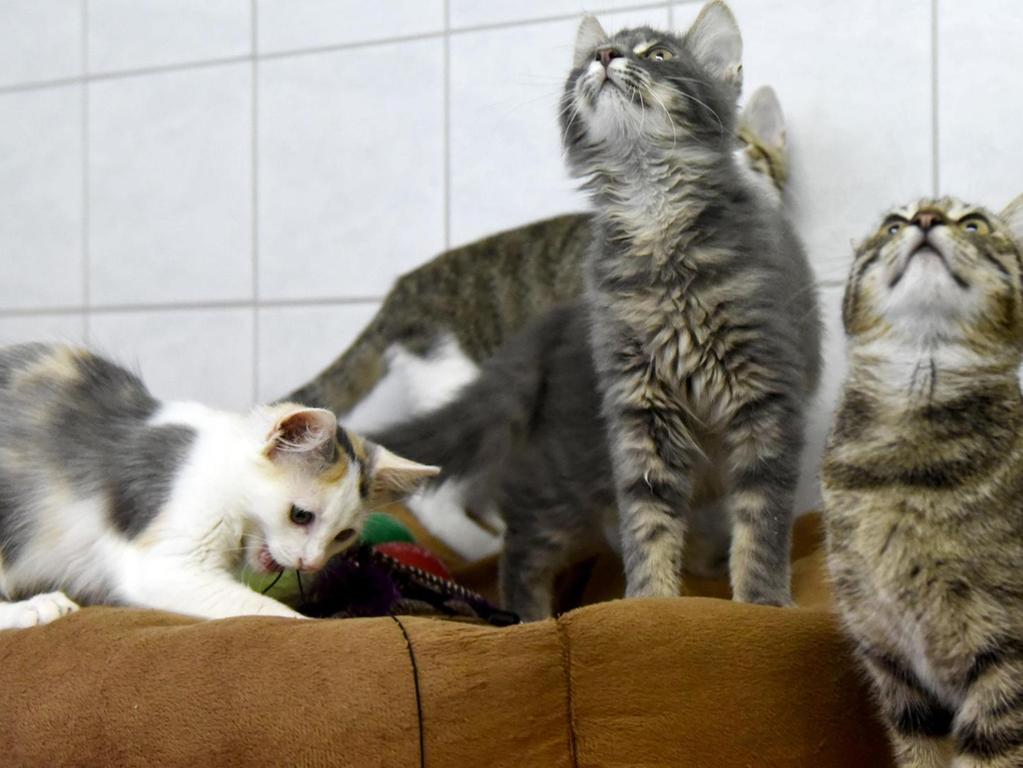 heikler trend experten warnen vor tierkaufen im internet furth nordbayern de