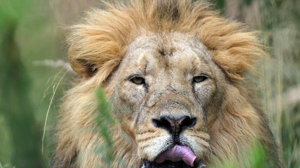 Der Asiatische Löwe wurde stark bejagt und fast ausgerottet. So gab es 1913 nur noch 20 Individuen. Mittlerweile gibt es Bestrebungen, den Asiatischen Löwen in einem weiteren indischen Reservat anzusiedeln. Da diese Tierart Teil des EEPs ist, wird sie auch im Nürnberger Tiergarten gehalten.