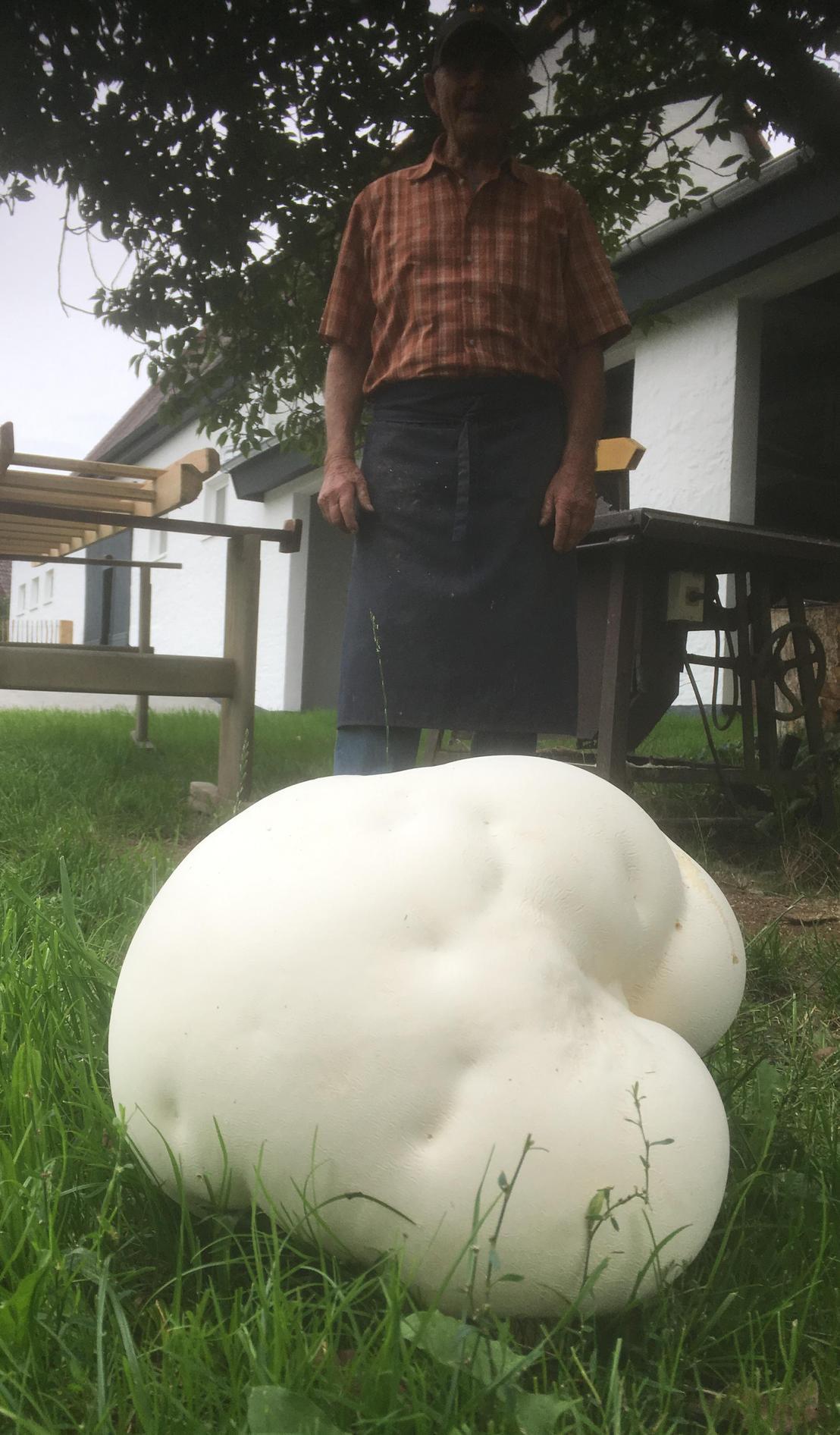 Weisser Riese Anwohner Entdeckt Riesenpilz Im Garten Hannberg