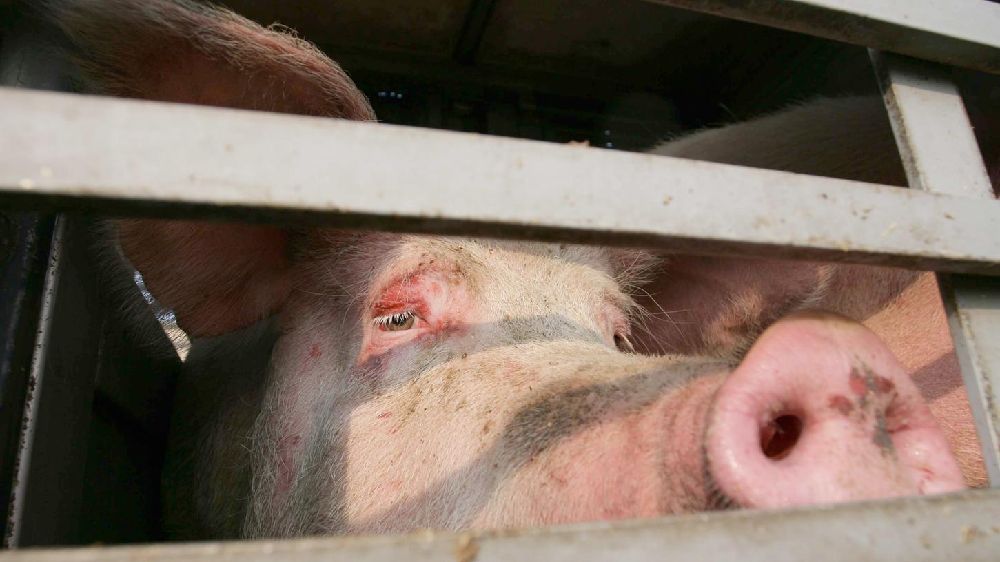 Bilder wie dieses von einem Schwein, das quer durch Deutschland transportiert wird, schockieren.