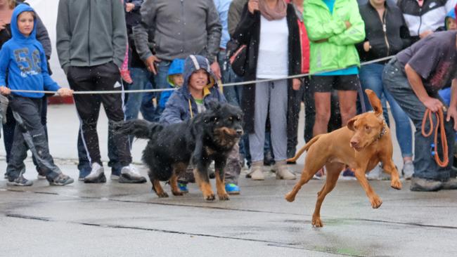 Nasse Pfoten: So war das Hunderennen auf der Weißenburger Kirchweih