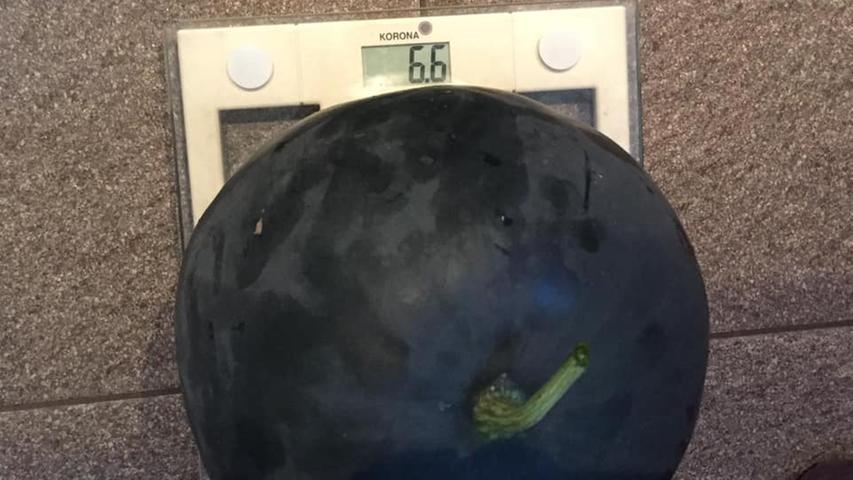 6,6 Kilo bringt die selbst gezüchtete Wassermelone von Isabella Heumann auf die Waage.