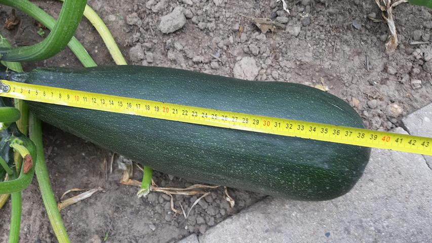Auch Mario Kretschmer kann mit ihrer 39 Zentimeter langen Zucchini mithalten.