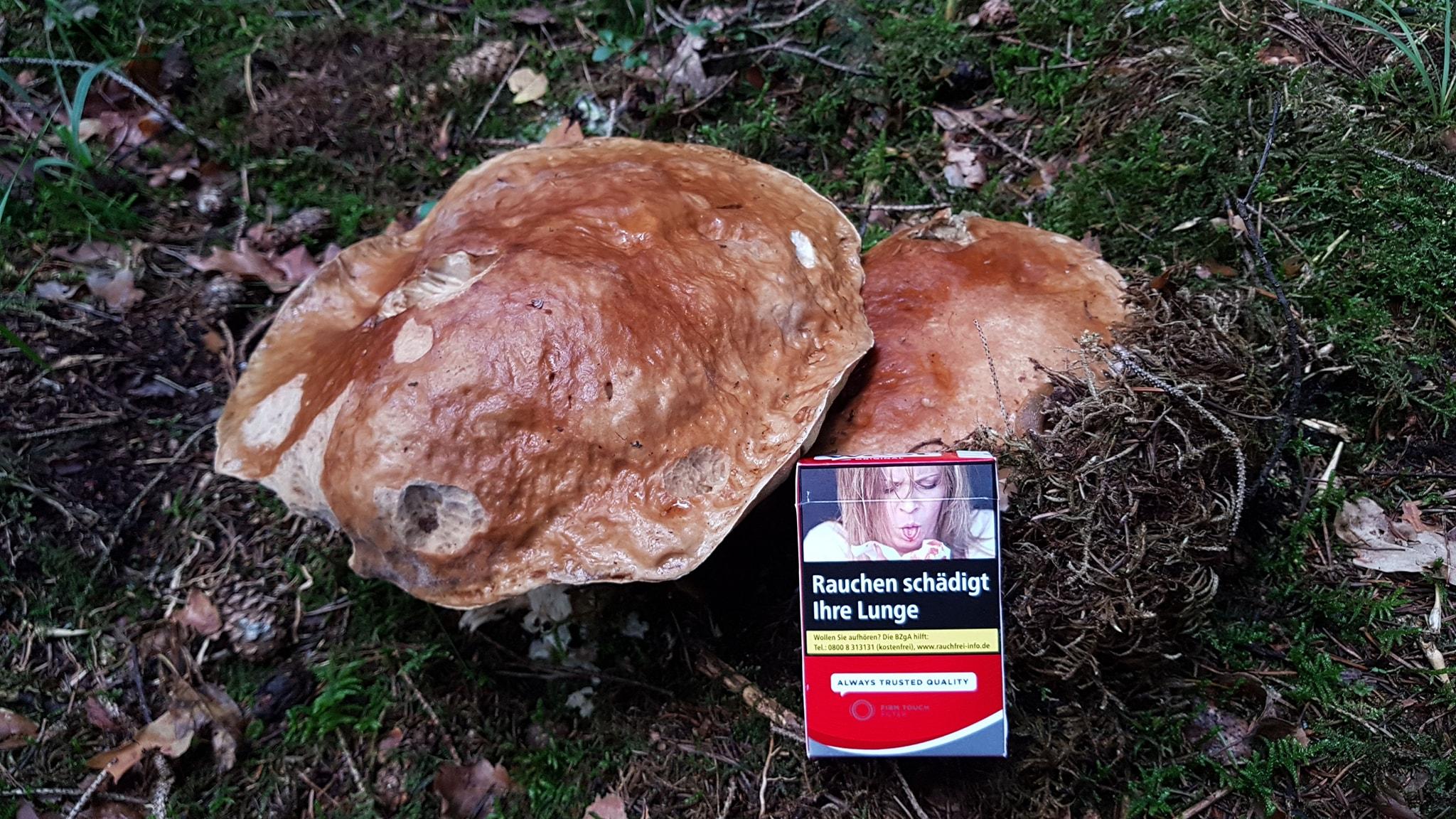 Diesen zwar alten aber großen Steinpilz hat Mario Weidlich entdeckt.