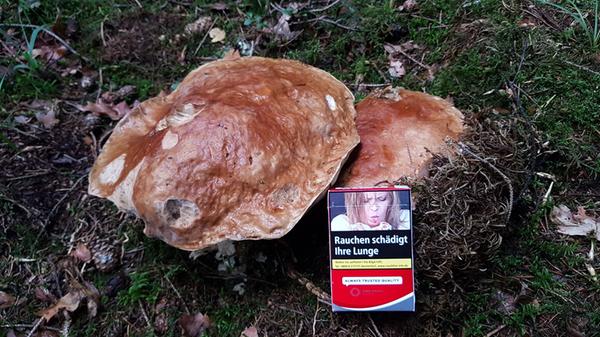 Diesen zwar alten aber großen Steinpilz hat Mario Weidlich entdeckt.