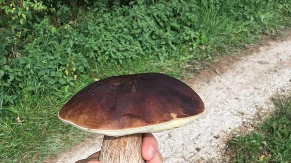 Wow! Diesen beeindruckenden Steinpilz mit ganzen 78 Gramm konnte Christian Wende im Wald ausfindig machen.