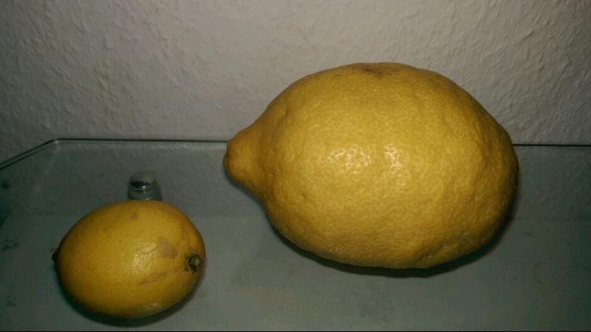 Eine Zitrone der besonderen Art durfte Kaan Kaptan ernten.