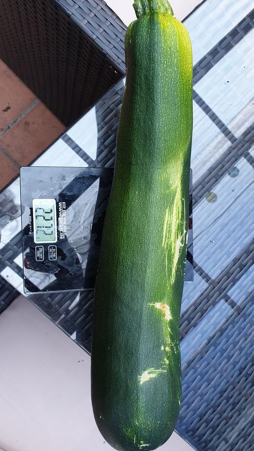 Über zwei Kilo wiegt die prächtige Zucchini von Jutta Mathes.
