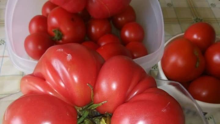 Ganze 744 Gramm bringt die saftige Tomate von Tobias Schmidt auf die Waage.