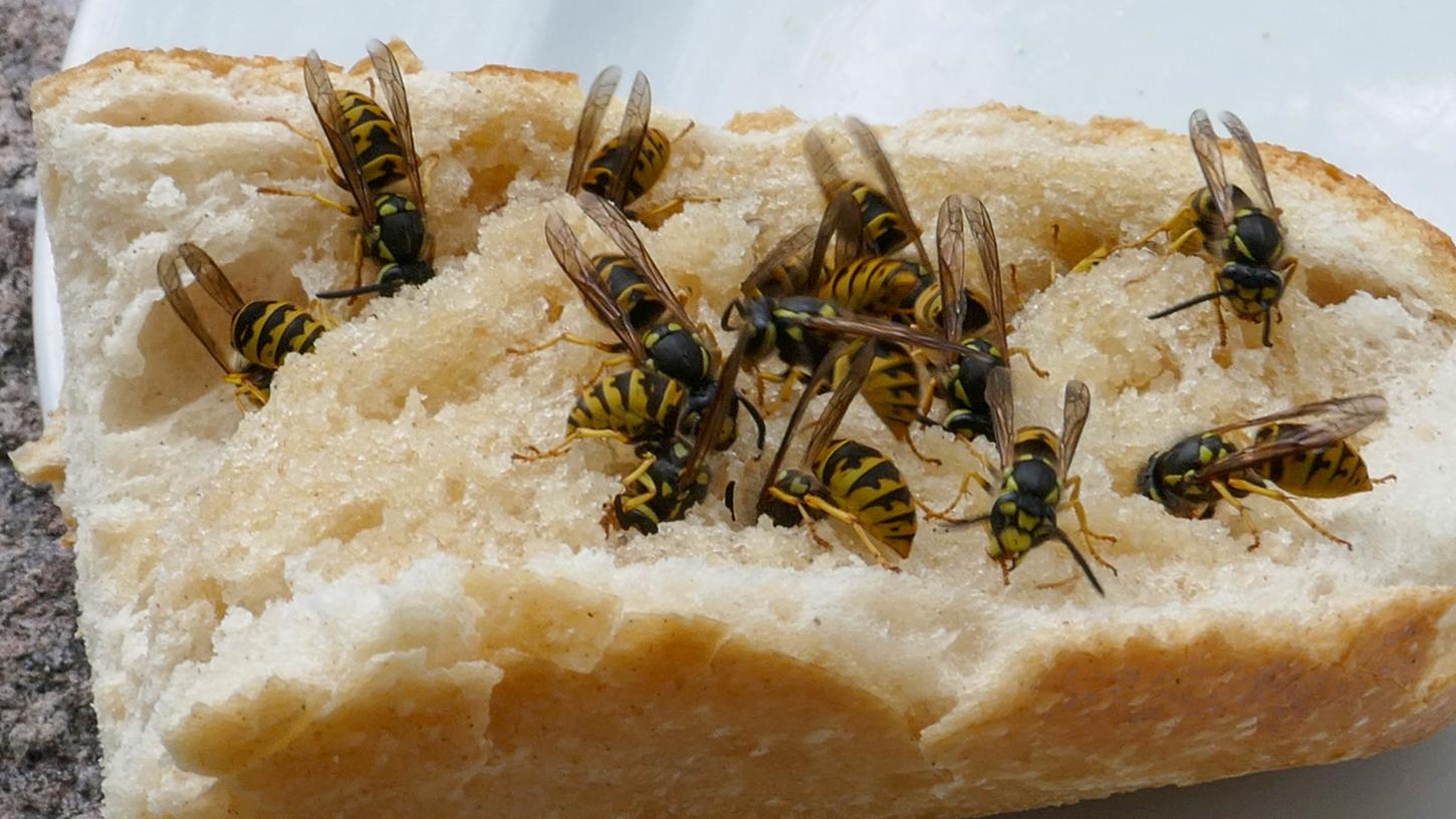 Während man 2018 Eis, Getränke und Honigbrote im Sommer oft minütlich gegen Wespen verteidigen mussten, geht es dieses Jahr ruhiger zu.