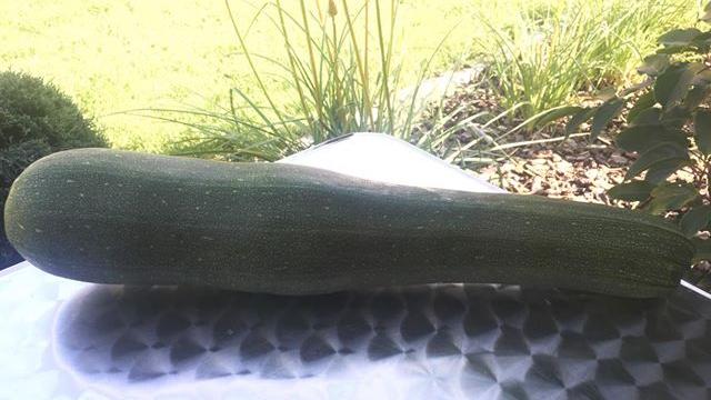 Die Zucchini von Michaela Cha wiegt 1,74 Kilogramm  und hat eine Länge von 46 Znetimetern.
