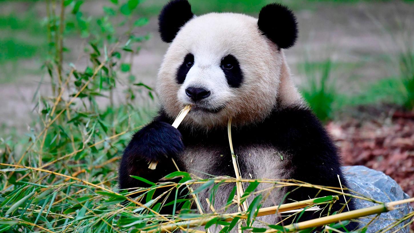 Der Berliner Zoo wartet derzeit auf süßen Panda-Nachwuchs. Die Dame Meng Meng ist trächtig.