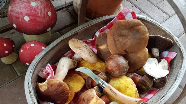 Stieipilz, Hexenröhrling und Champignon - hier liegt ein bunter Mix im Korb.