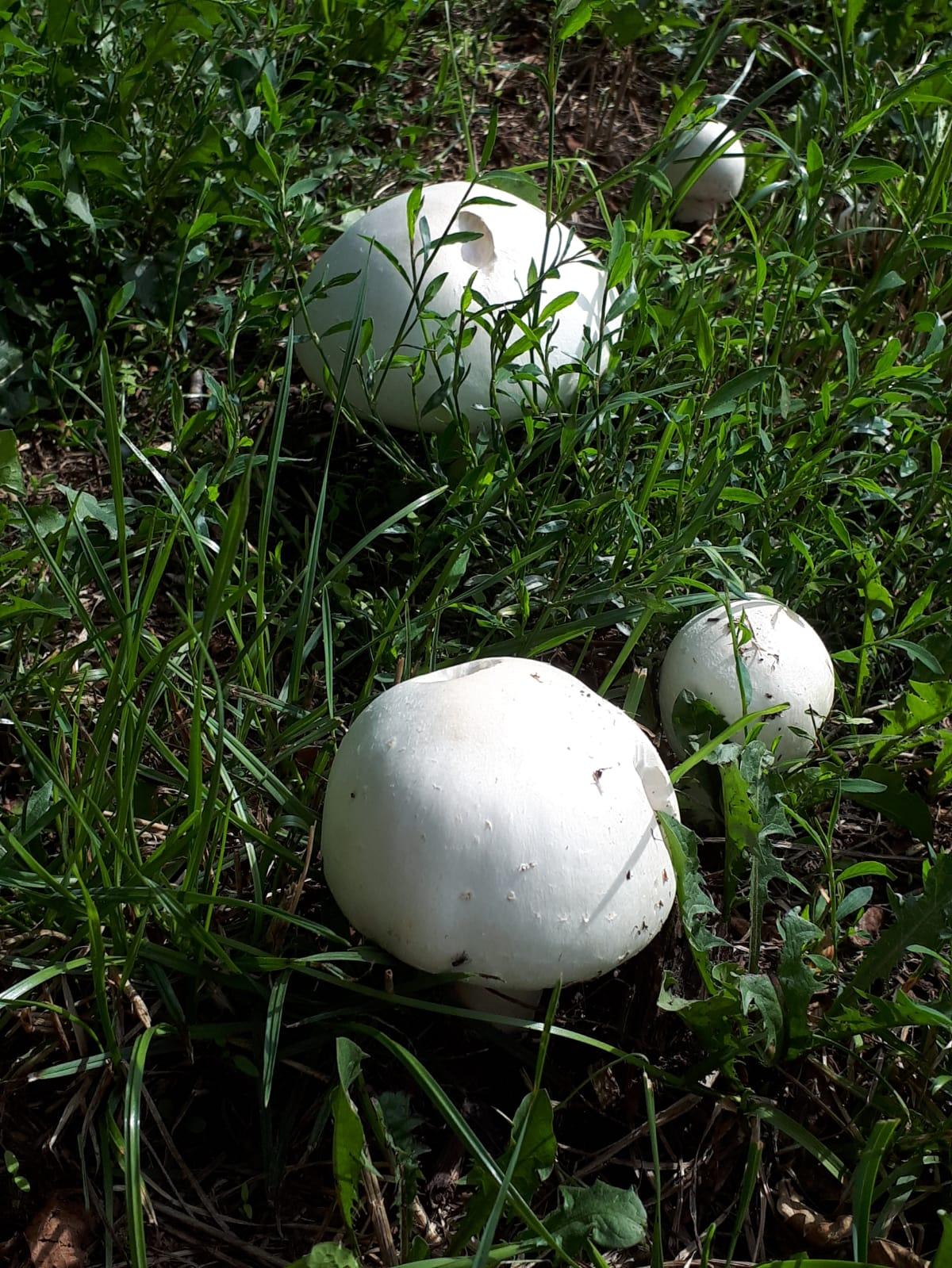 Frische Wiesenchampignons sind ein wahrer Gaumenschmaus.