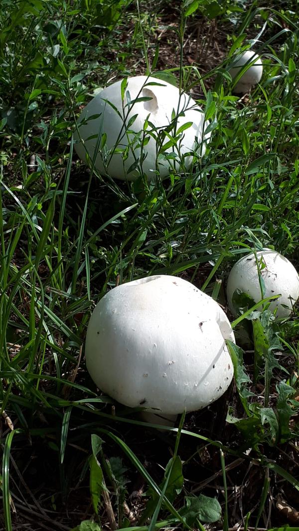 Frische Wiesenchampignons sind ein wahrer Gaumenschmaus.