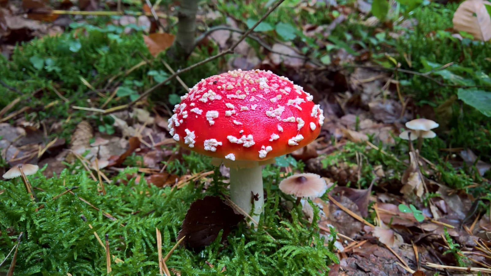 Bitte nicht essen! Dennoch gibt der Fliegenpilz immer wieder ein schönes Fotomotiv ab.