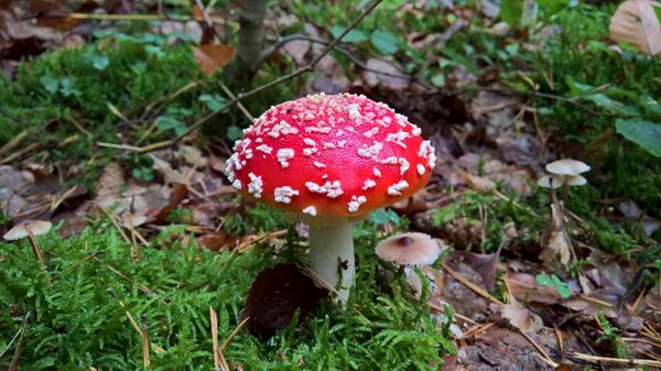 Bitte nicht essen! Dennoch gibt der Fliegenpilz immer wieder ein schönes Fotomotiv ab.