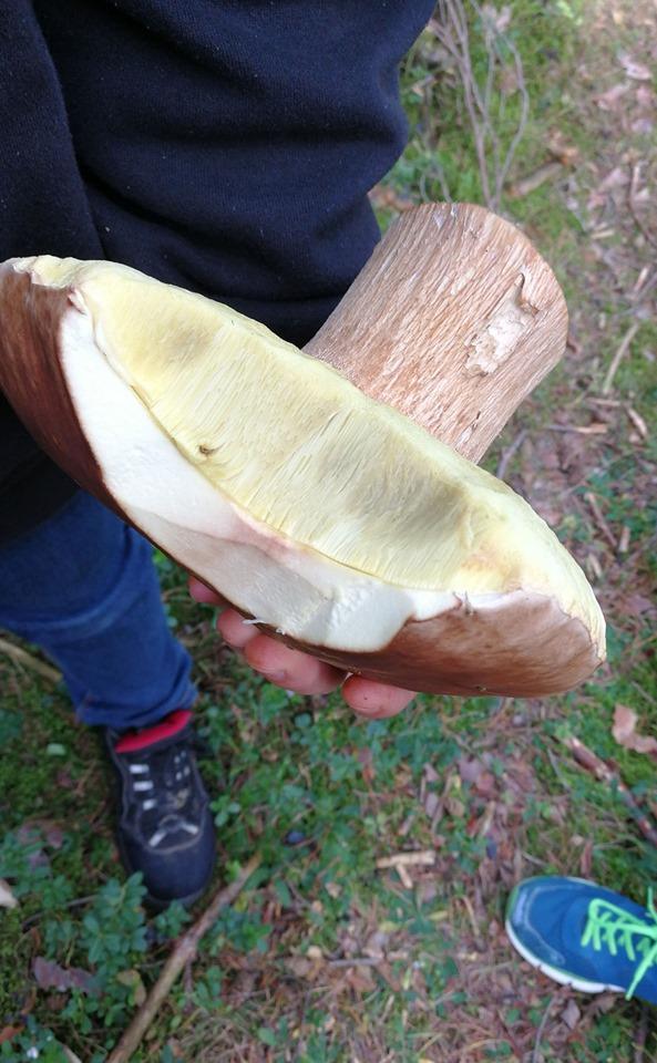 "War locker eine Portion", schreibt Andrea Distler zu ihrem Riesen-Steinpilz.