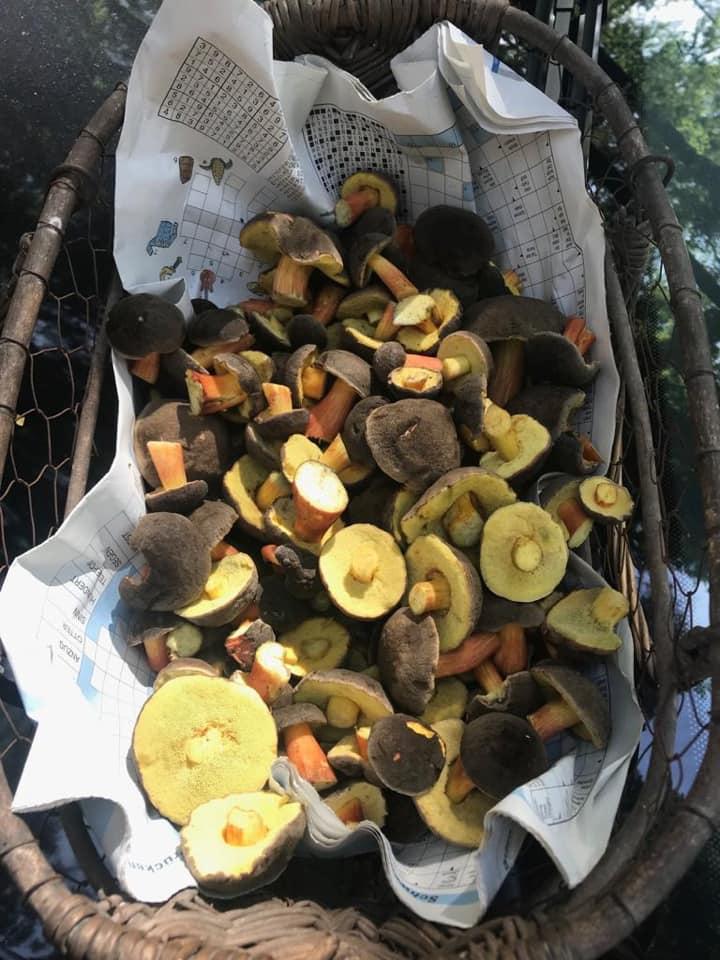 Angelika Wörner war auch schon fleißig sammeln. Das wird wohl nicht der letzte Korb sein, den sie mit nach Hause gebracht hat.