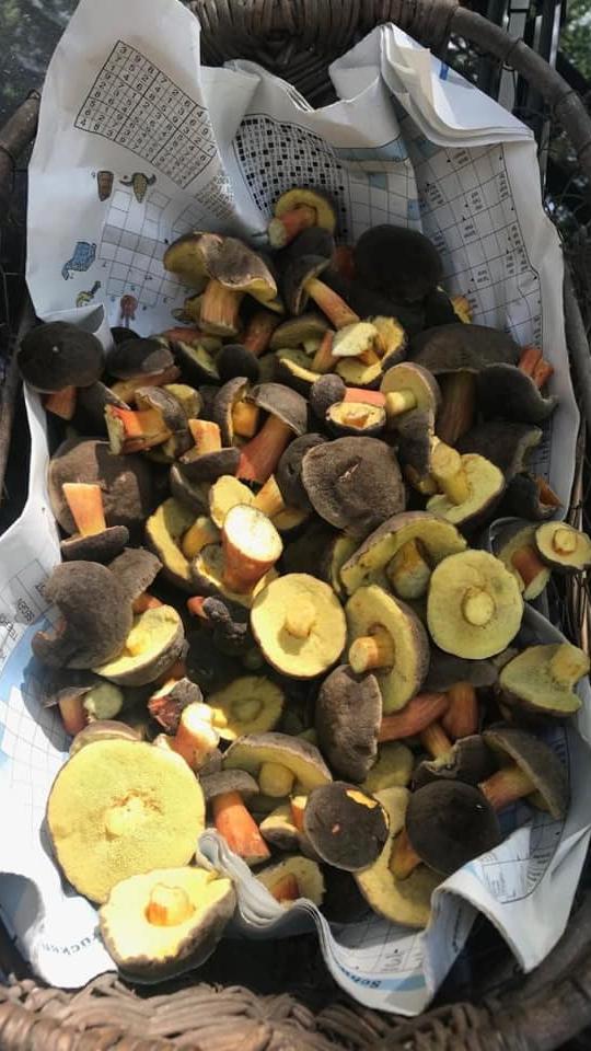 Angelika Wörner war auch schon fleißig sammeln. Das wird wohl nicht der letzte Korb sein, den sie mit nach Hause gebracht hat.