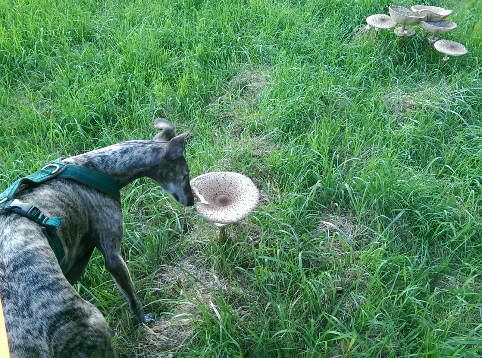 Diesen netten Schnappschuss mit Hund und Parasol hat uns Marietta Weiser-Küps zugeschickt.