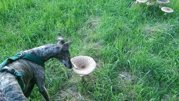 Diesen netten Schnappschuss mit Hund und Parasol hat uns Marietta Weiser-Küps zugeschickt.