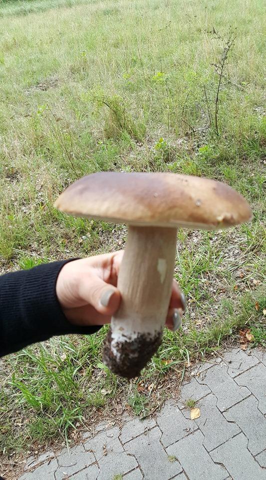 Das große Teil hat uns Robert Schmeißer zukommen lassen.