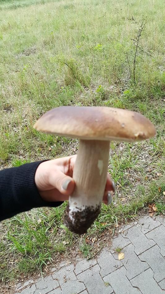 Das große Teil hat uns Robert Schmeißer zukommen lassen.