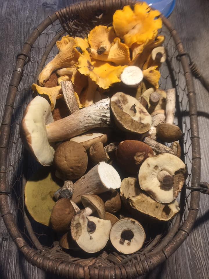 Robert Wörner hatte Glück. Die orangen Pfifferlinge findet man nicht mehr so häufig.