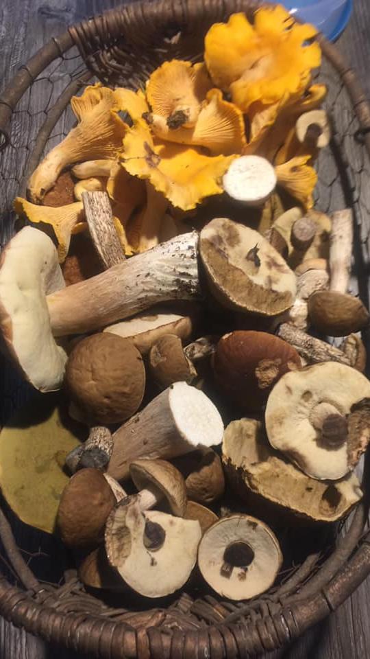 Robert Wörner hatte Glück. Die orangen Pfifferlinge findet man nicht mehr so häufig.