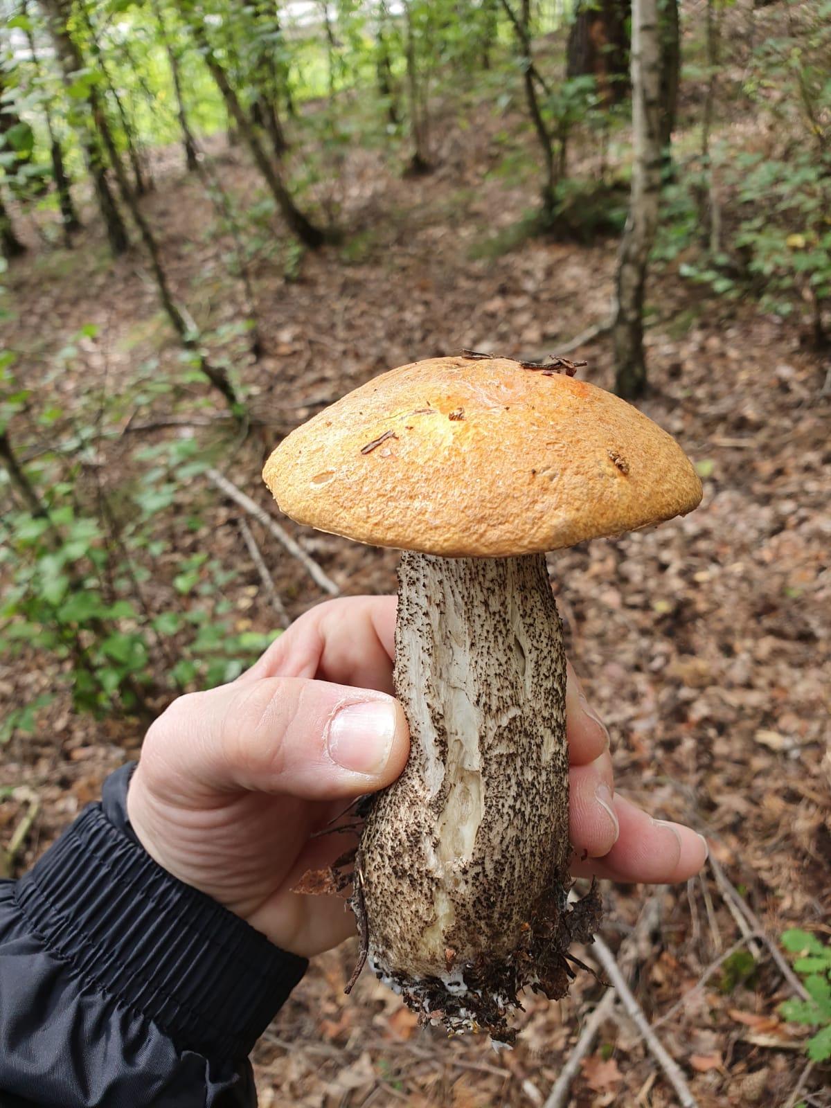 Die Rotkappe hat Markus aus Schwarzenbruck gefunden.