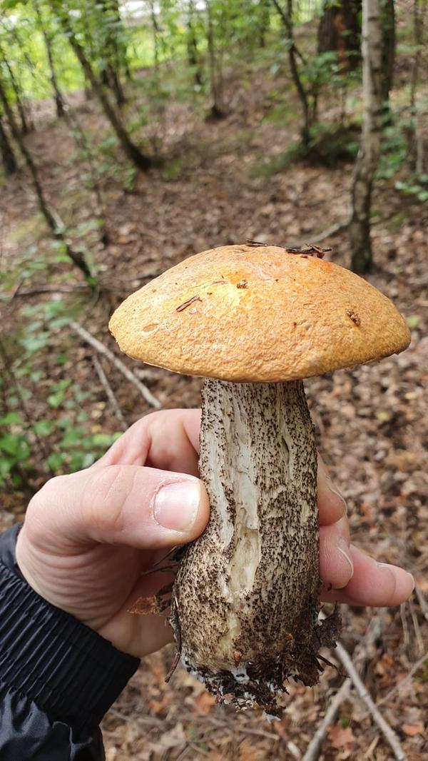 Die Rotkappe hat Markus aus Schwarzenbruck gefunden.