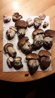 Auch Userin Sabine Haertel zeigt uns ihre schöne Steinpilz-Ausbeute.