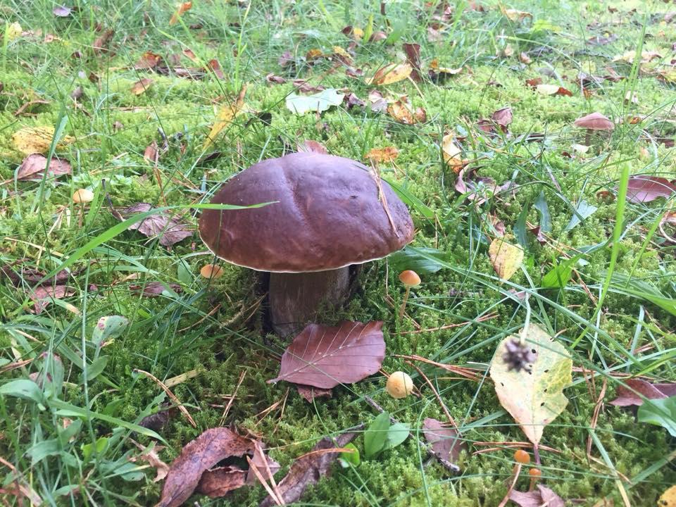 Warum das Grundstück verlassen, wenn der Pilz im eigenen Heim wächst? Diesen Pilz hier hat Stefanie Pickel in ihrem Garten in Altdorf gefunden.