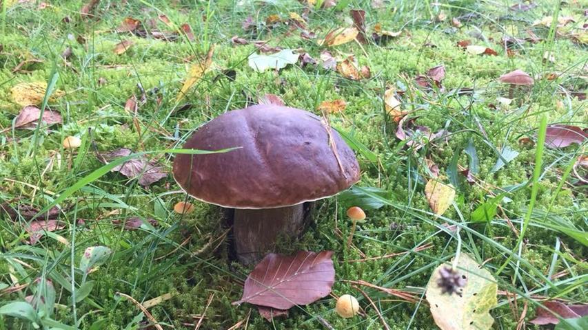 Warum das Grundstück verlassen, wenn der Pilz im eigenen Heim wächst? Diesen Pilz hier hat Stefanie Pickel in ihrem Garten in Altdorf gefunden.