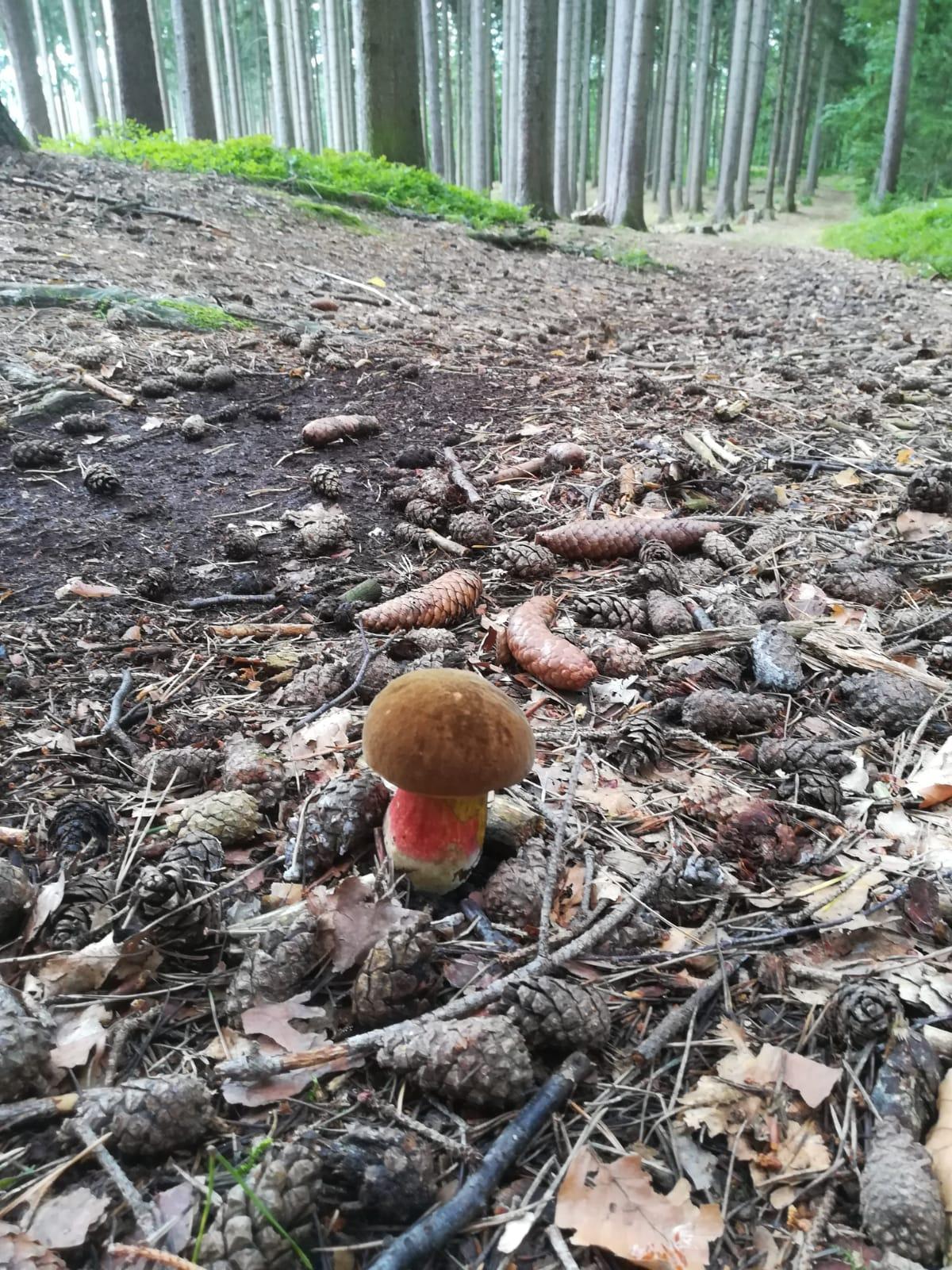"Ein kleiner 'Satan' im Thüringer Wald" betitelt dieser User das Foto von dem Satansröhrling.