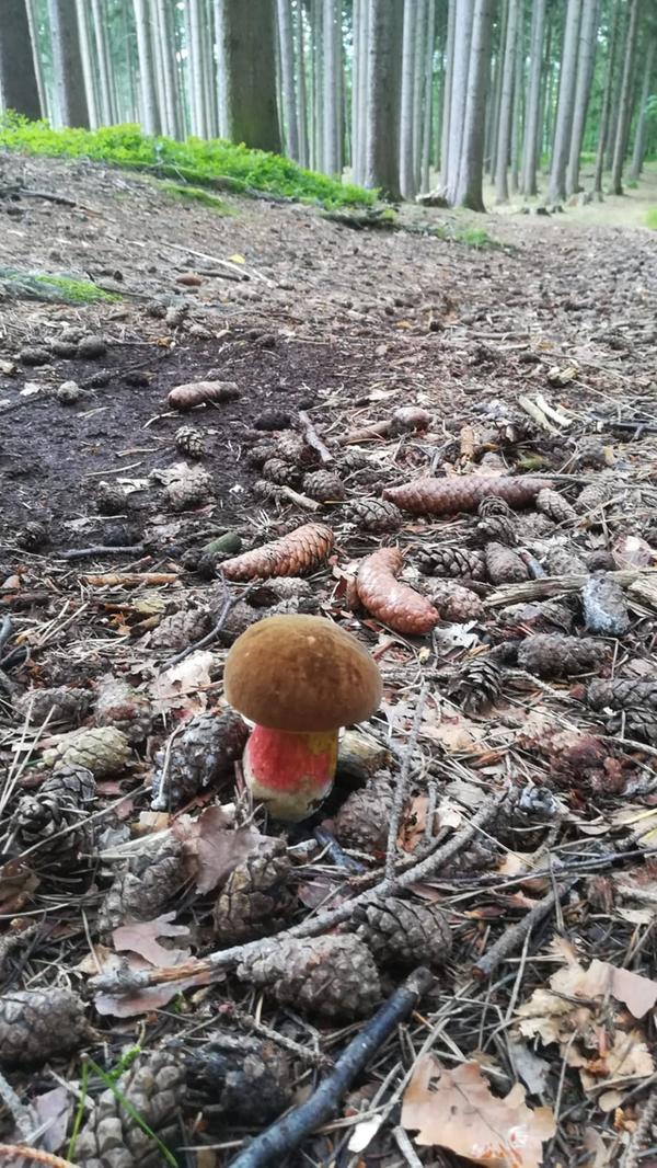 "Ein kleiner 'Satan' im Thüringer Wald" betitelt dieser User das Foto von dem Satansröhrling.