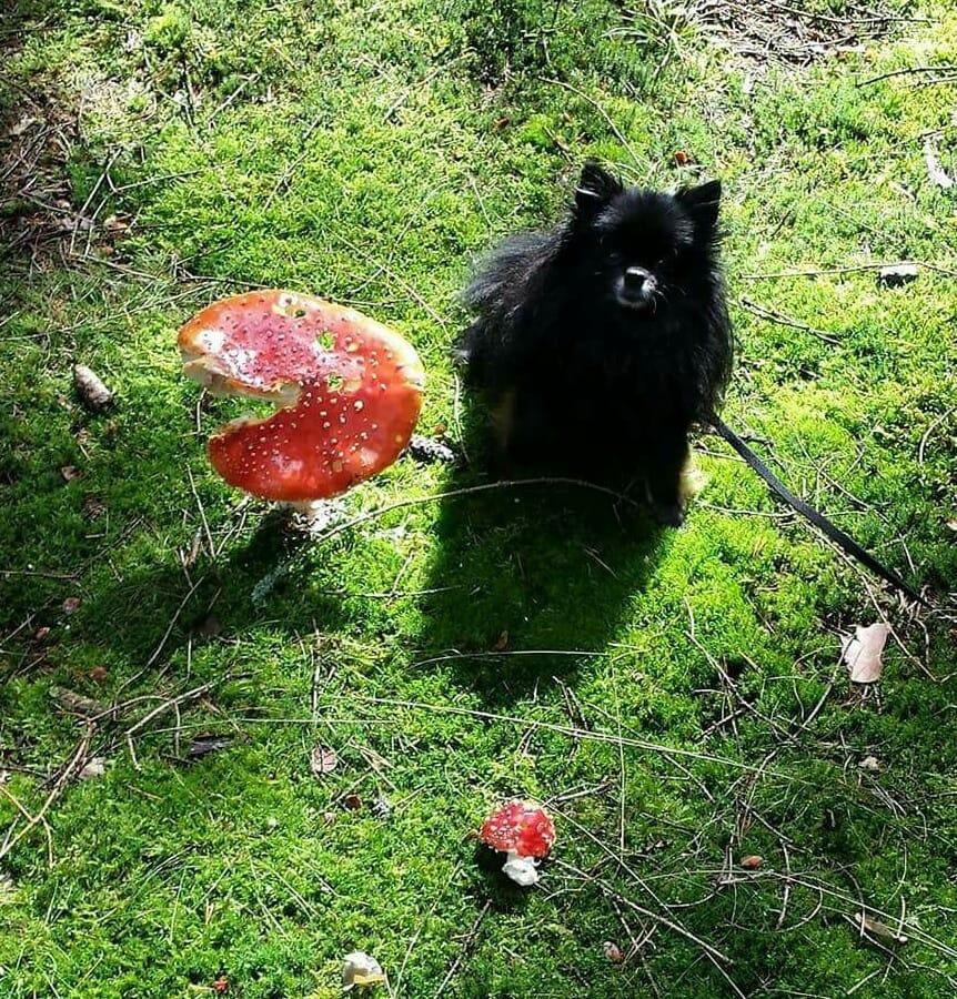 "Der giftige Fliegenpilz und das niedliche Hündchen", so oder so ähnlich könnte der Titel des Fotos von Christine Kral lauten.