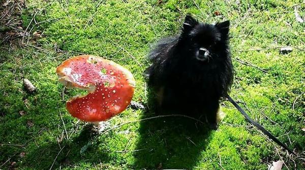 "Der giftige Fliegenpilz und das niedliche Hündchen", so oder so ähnlich könnte der Titel des Fotos von Christine Kral lauten.