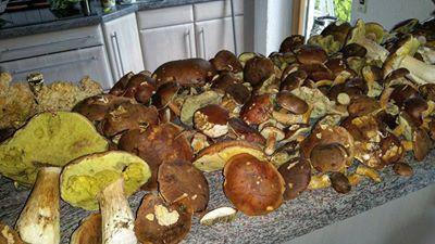 Was für eine fette Ausbeute bei Userin Janine Mouvement-Mondial.