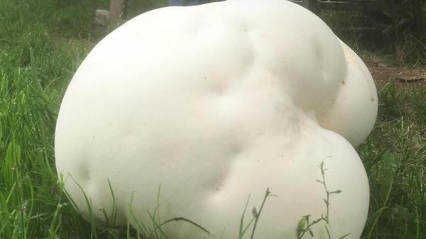 Ganz schön groß, dieser Riesenbovist. Genauer gesagt: Stolze 37 Zentimeter im Durchmesser und 30 Zentimeter hoch ist der Pilz im Garten von Hans Mirschberger.