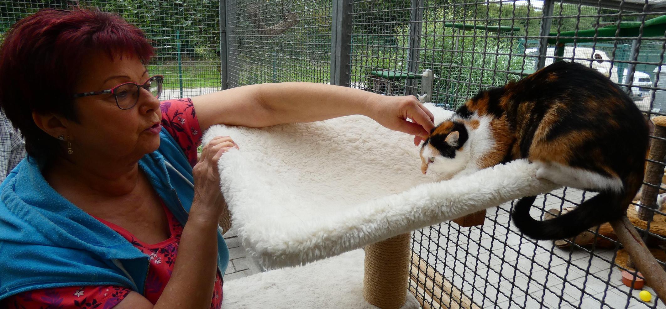 Gunzenhausen Gunzenhausen Katzen Alarm Im Tierheim