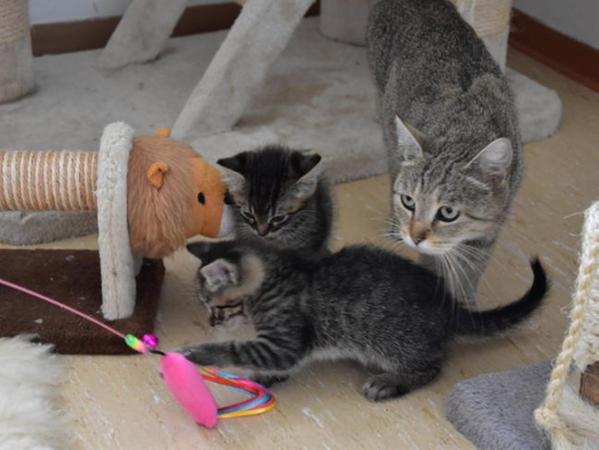 40 katzen in wenigen wochen hersbrucker tierheim ist uberfullt hersbruck nordbayern de