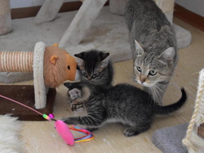 40 katzen in wenigen wochen hersbrucker tierheim ist uberfullt hersbruck nordbayern de