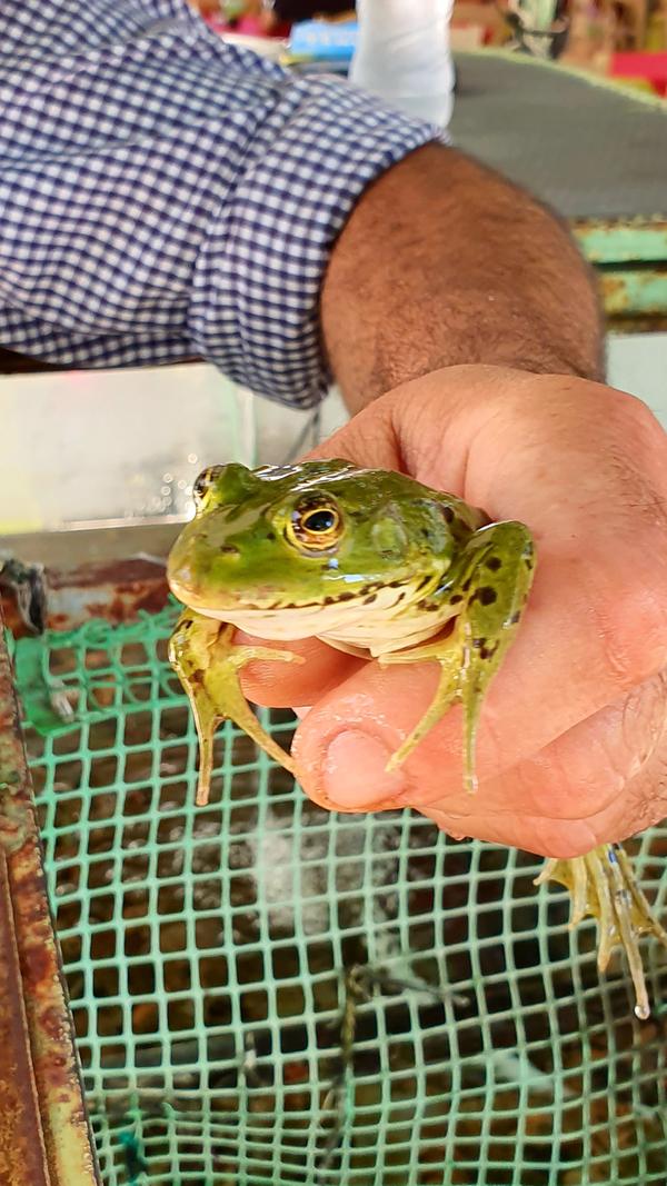 Auf der Insel im See davor servieren die Lokale auch Frosch, den Teller für vier Euro.