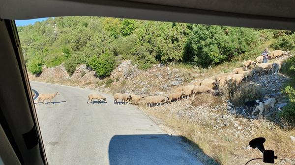 Wer über griechische Landstraßen fährt und nicht von einer Schafsherde aufgehalten wird, hat etwas falsch gemacht.